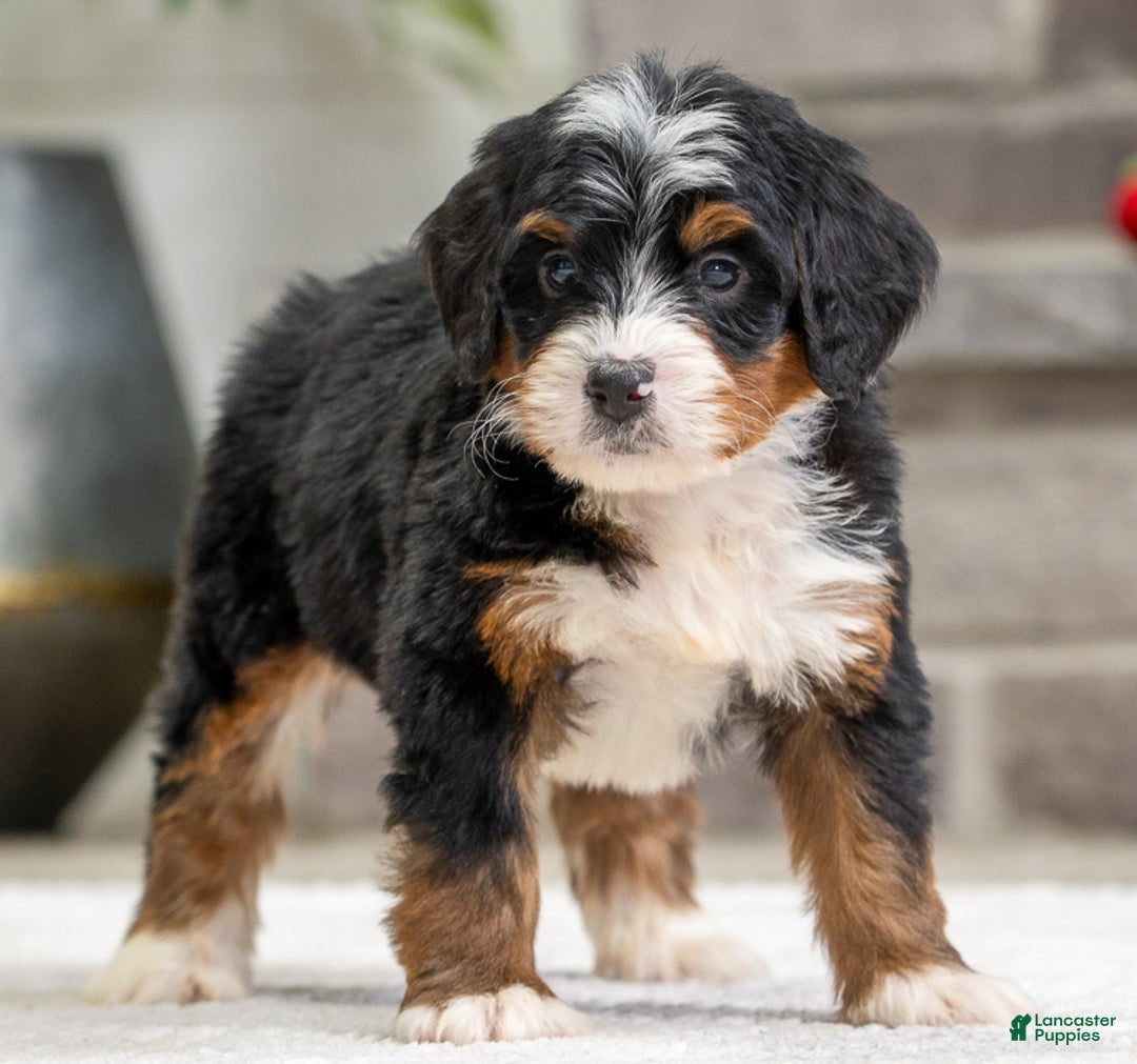 Mini Bernedoodle dogs for sale: Remy - Ad 3