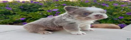 French Bulldog dogs for sale: Master - Ad 3