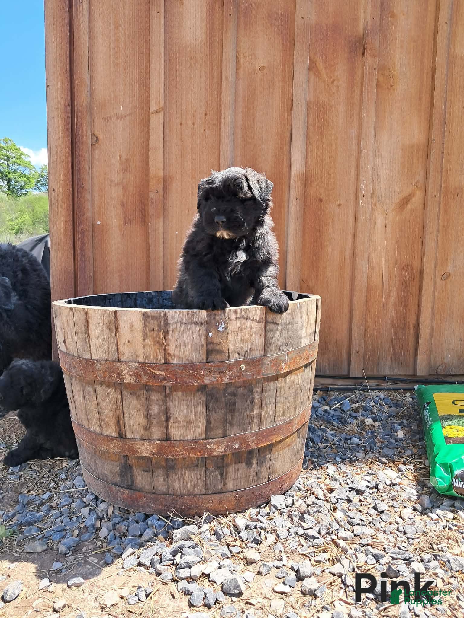 Bouvier Des Flandres dogs Bouvier Des Flandres Puppy 6 - Ad 1