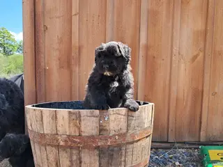 Bouvier Des Flandres dogs Bouvier Des Flandres Puppy 6 - Ad 5