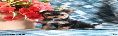 Ollie