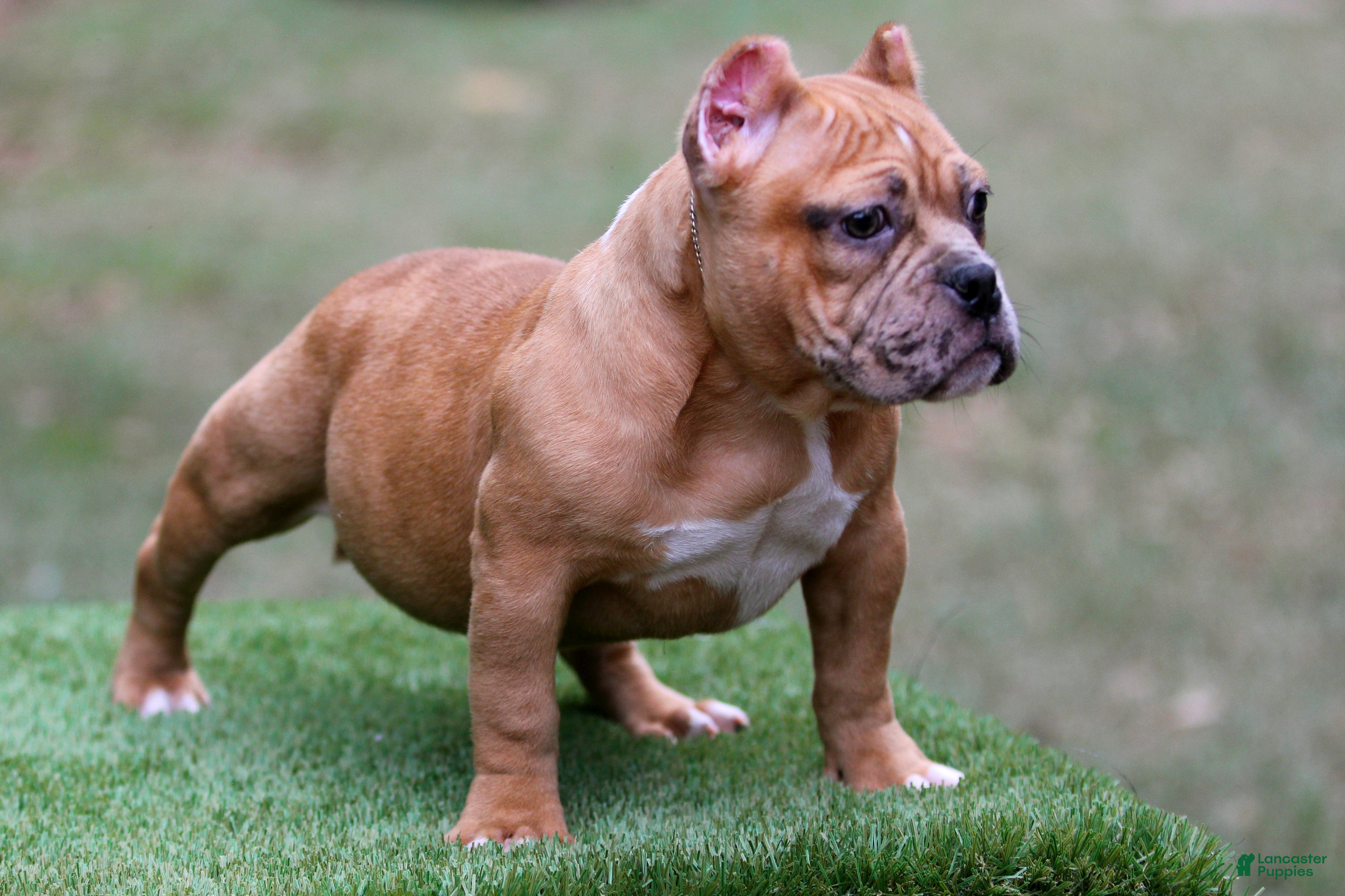 American Bully dogs Black Fawn Merle Female - Ad 19