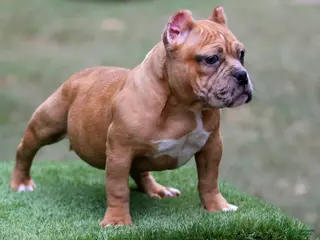 American Bully dogs Black Fawn Merle Female - Ad 19