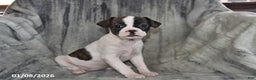 Mixed Breed dogs for sale: Chloe - Ad 4