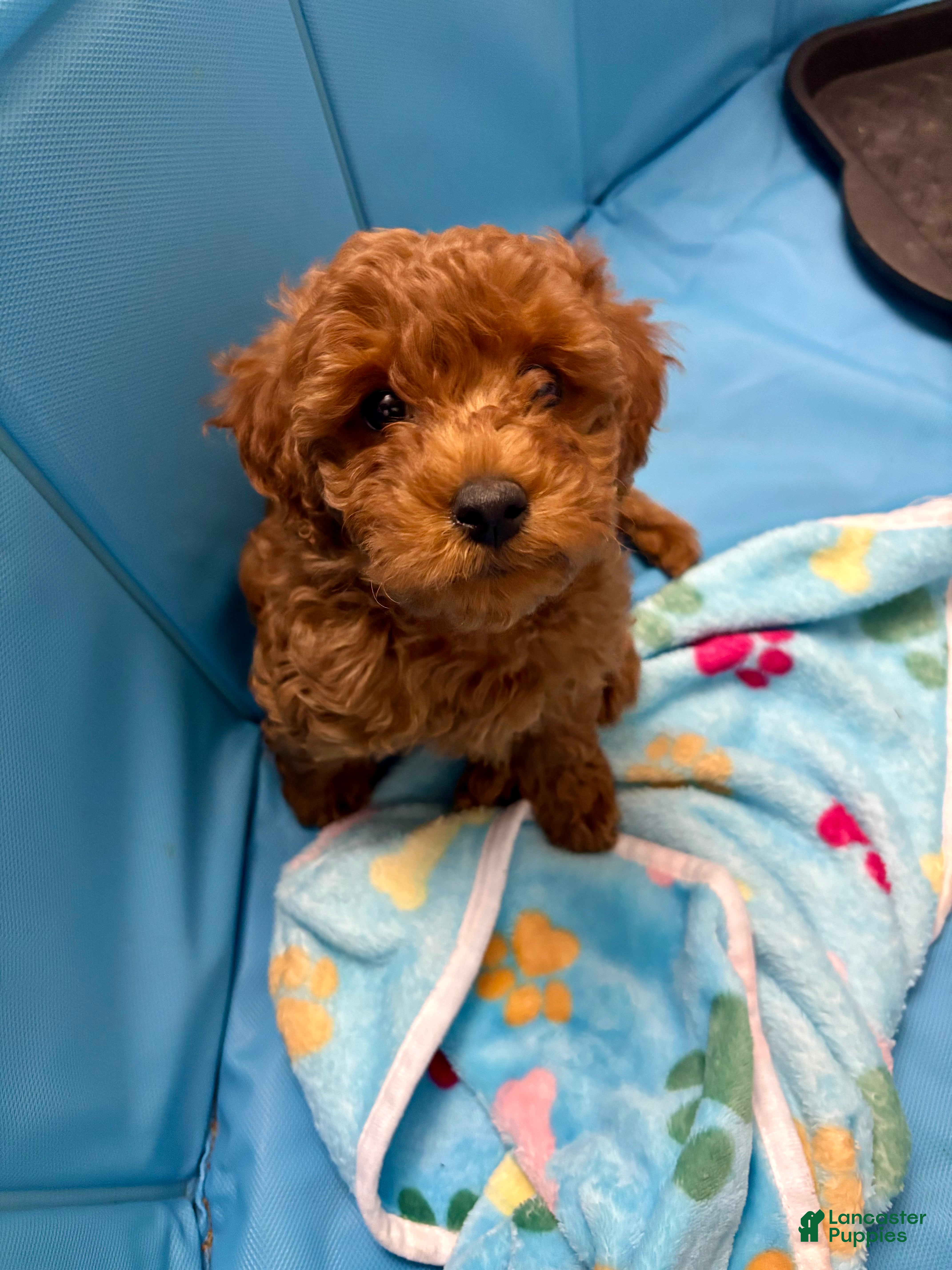 Miniature Labradoodle dogs Miniature Labradoodle Puppy 2 - Ad 13