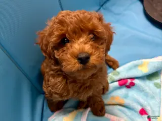 Miniature Labradoodle dogs Miniature Labradoodle Puppy 2 - Ad 13