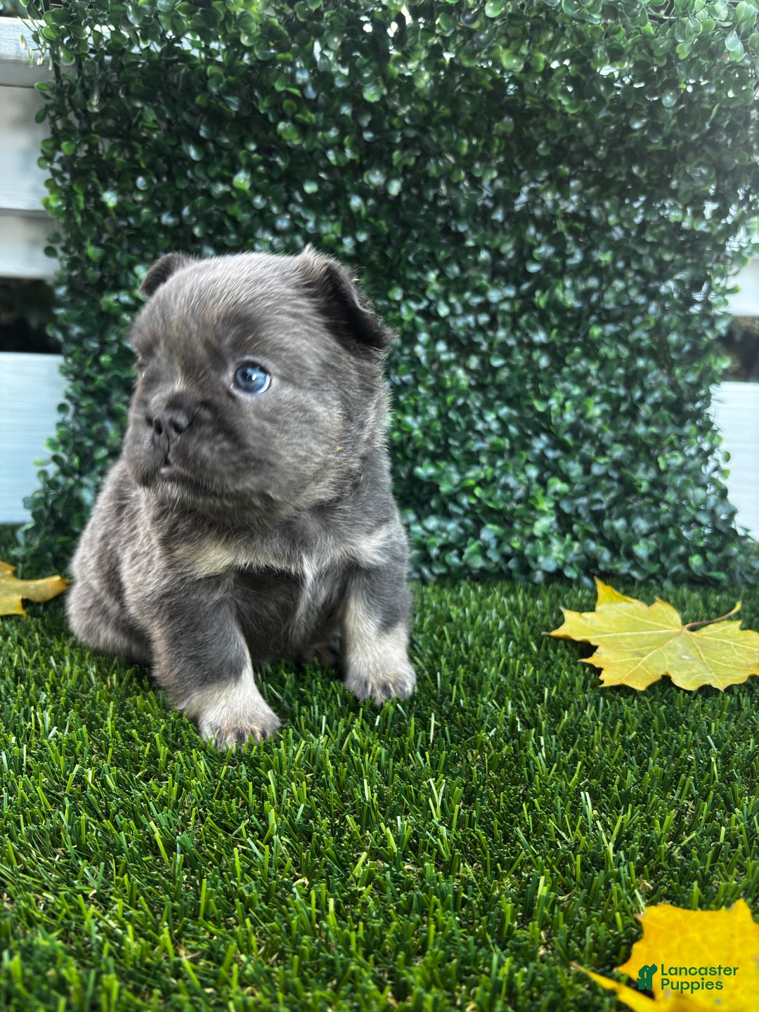 French Bulldog dogs for sale: River - Ad 2