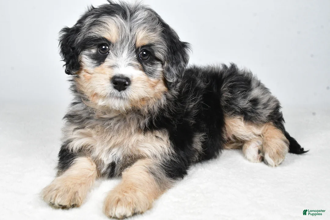 Bernedoodle dogs for sale: April - Ad 1
