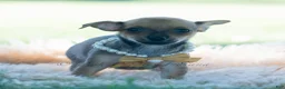 Chihuahua dogs for sale: Jupiter - Ad 12