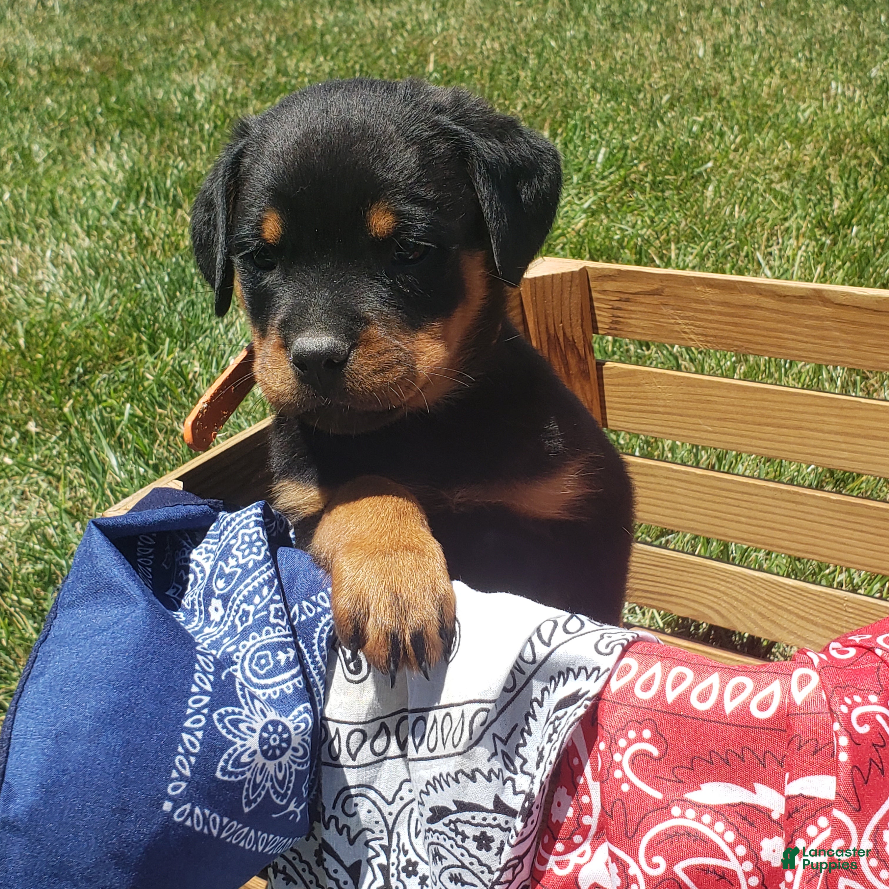 Rottweiler dogs Kenzie - Ad 2