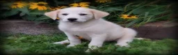 Mixed Breed dogs for sale: Lindy - Ad 3