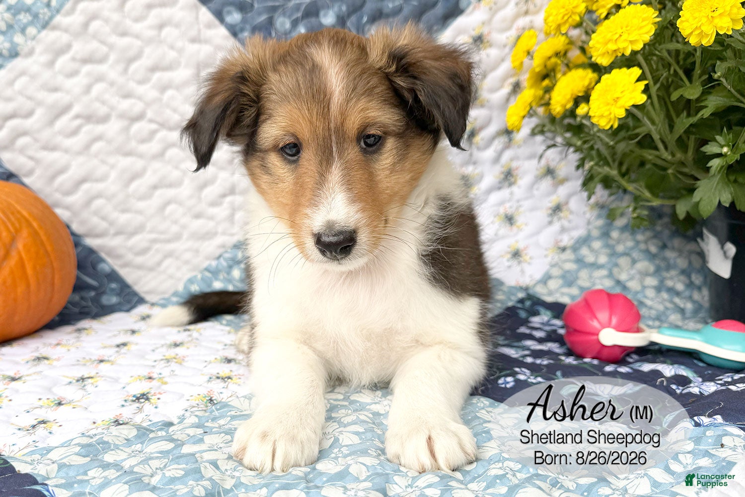 Shetland Sheepdog dogs for sale: Asher - Ad 1