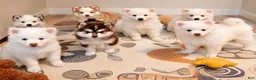 Pomsky dogs for sale: Orion - Toy Male Pomsky → The Real-Life Teddy Bear - Ad 9