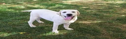 Labrador Retriever dogs for sale: Phineas - Ad 4