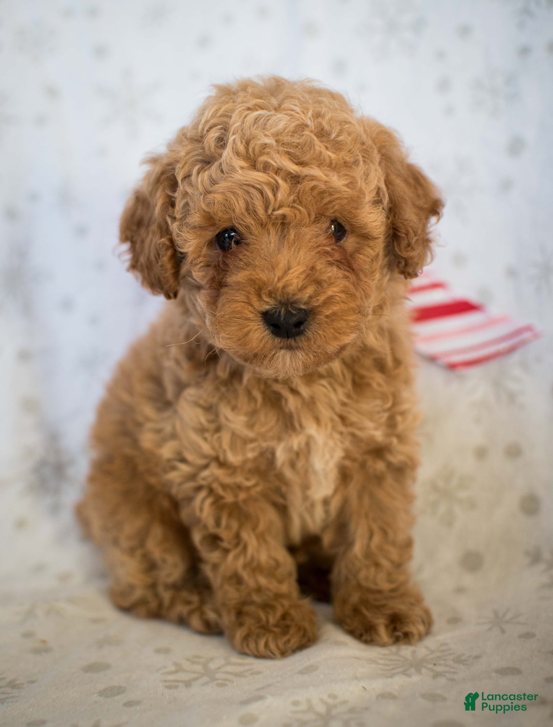 Miniature Poodle dogs for sale: Marley - Ad 3