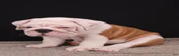English Bulldog dogs for sale: Hank - Ad 23