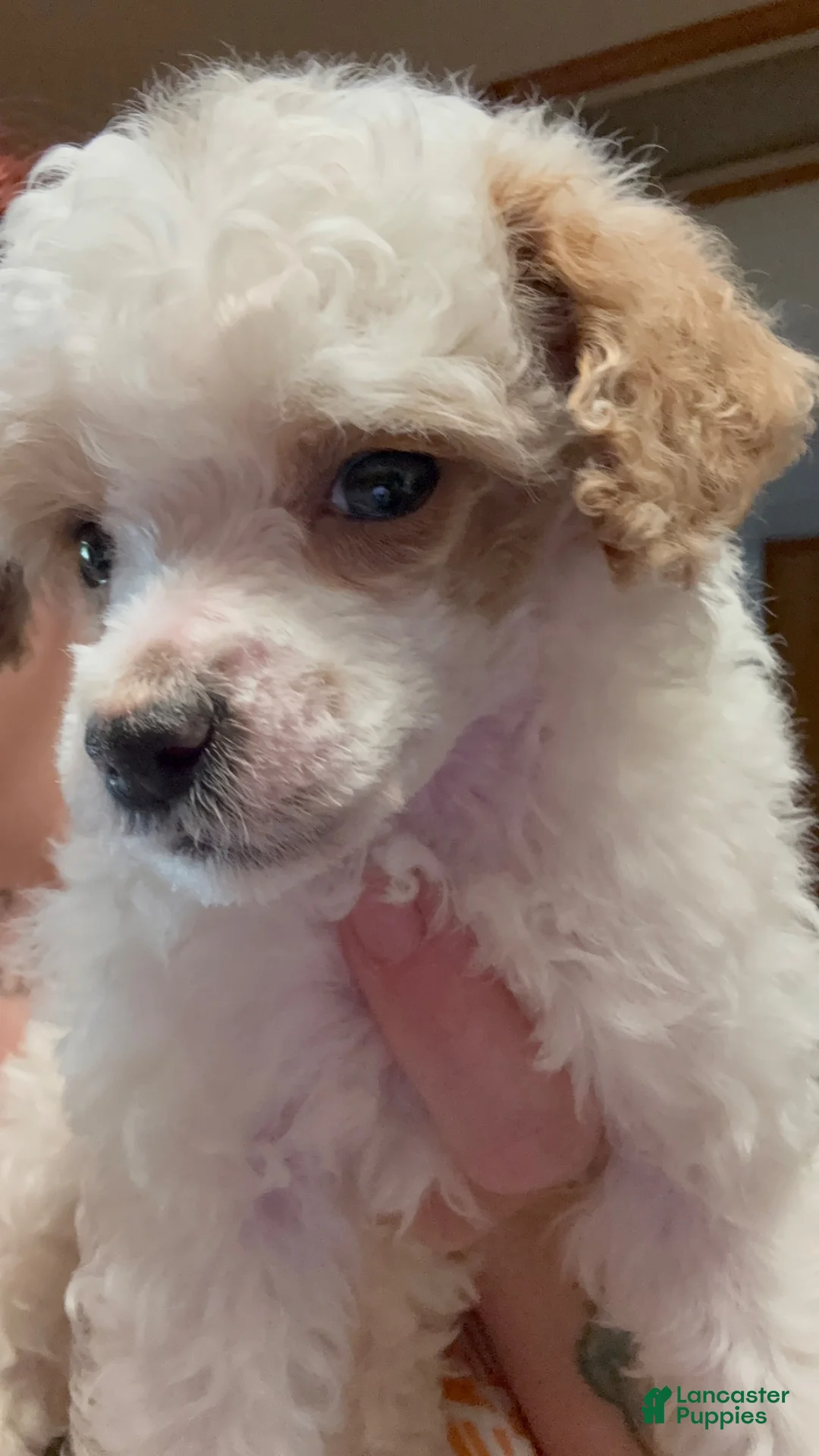 Miniature Poodle dogs for sale: Miniature Poodle 3 - Ad 1