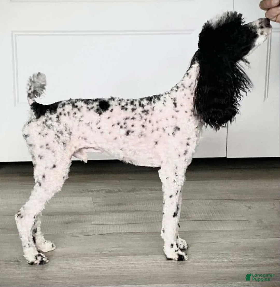 Miniature Poodle dogs for sale: Miniature Poodle Puppy 2 - Ad 5