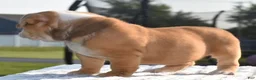 Mixed Breed dogs for sale: Tank hybrid bulldog puppy - Ad 4