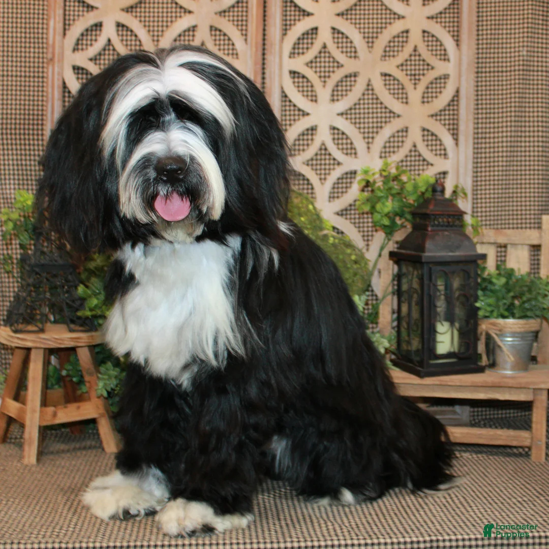 Mixed Breed dogs for sale: Truman - Ad 4