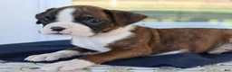 Boxer dogs for sale: Ginger- Champion lines - Ad 4