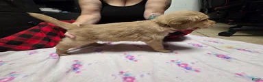Creme collar
