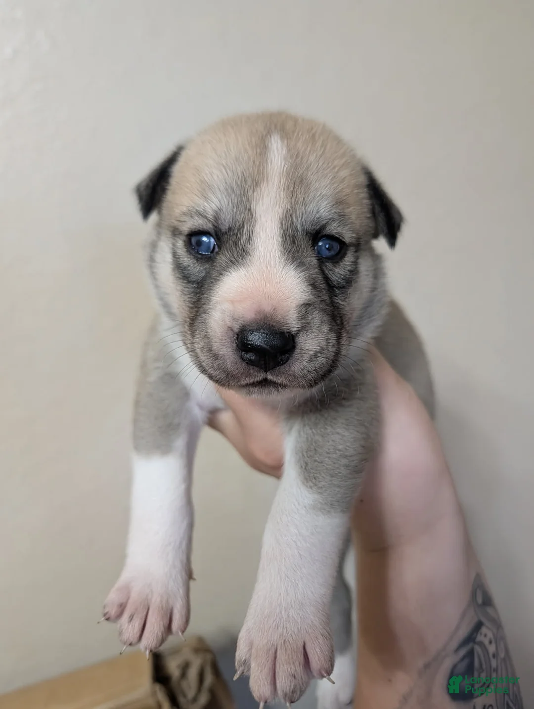 Pitsky dogs for sale: Mindey - Ad 1