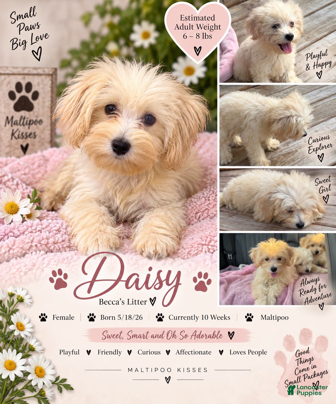 Maltipoo dogs daisy Maltipoo 2 - Ad 7