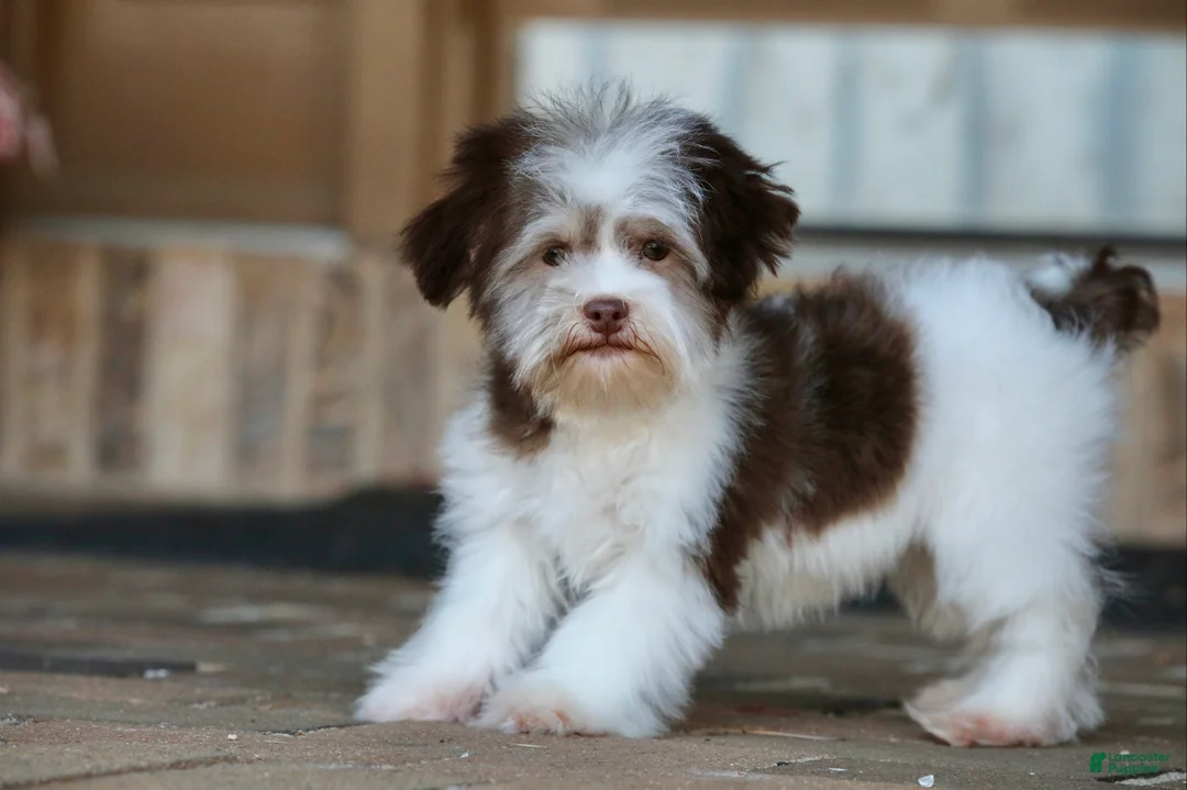 Havanese dogs for sale: Hope - Ad 3