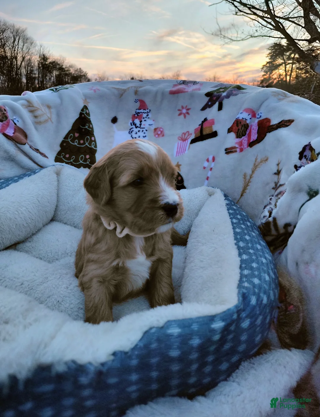 Mini Goldendoodle dogs for sale: Mini Goldendoodle (Max) - Ad 4