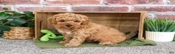 Mini Goldendoodle dogs for sale: Benny - Ad 4