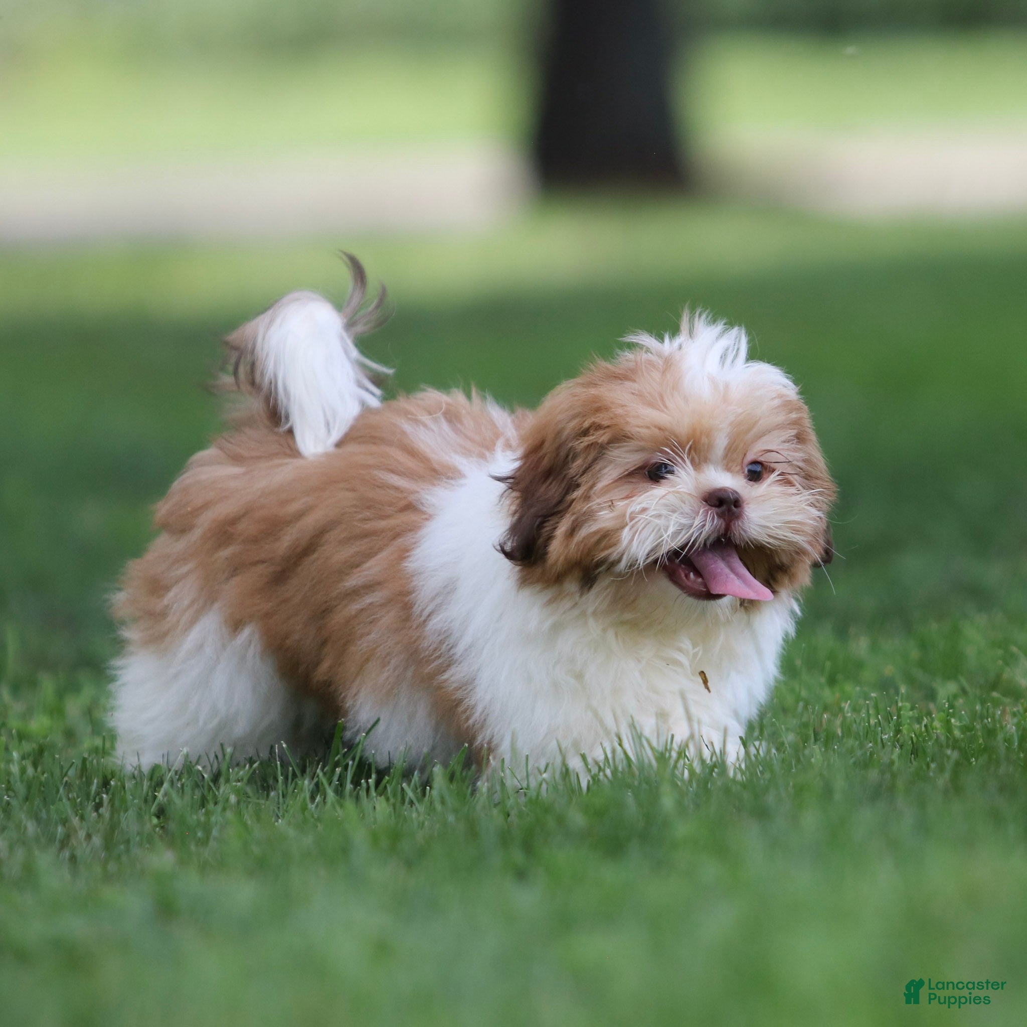 Shih Tzu dogs Dandy Shih Tzu  - Ad 2