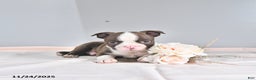 Boston Terrier dogs for sale: Archie - Ad 2