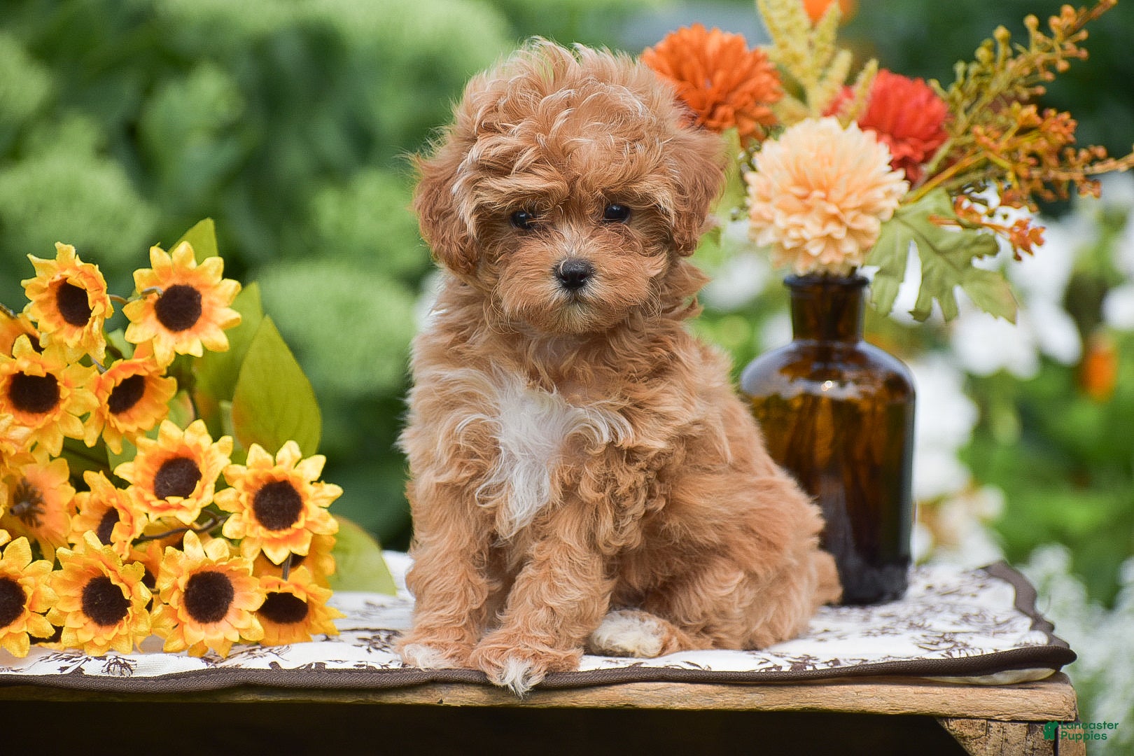 Toy Poodle dogs Raven - Ad 2