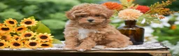Toy Poodle dogs for sale: Raven - Ad 2