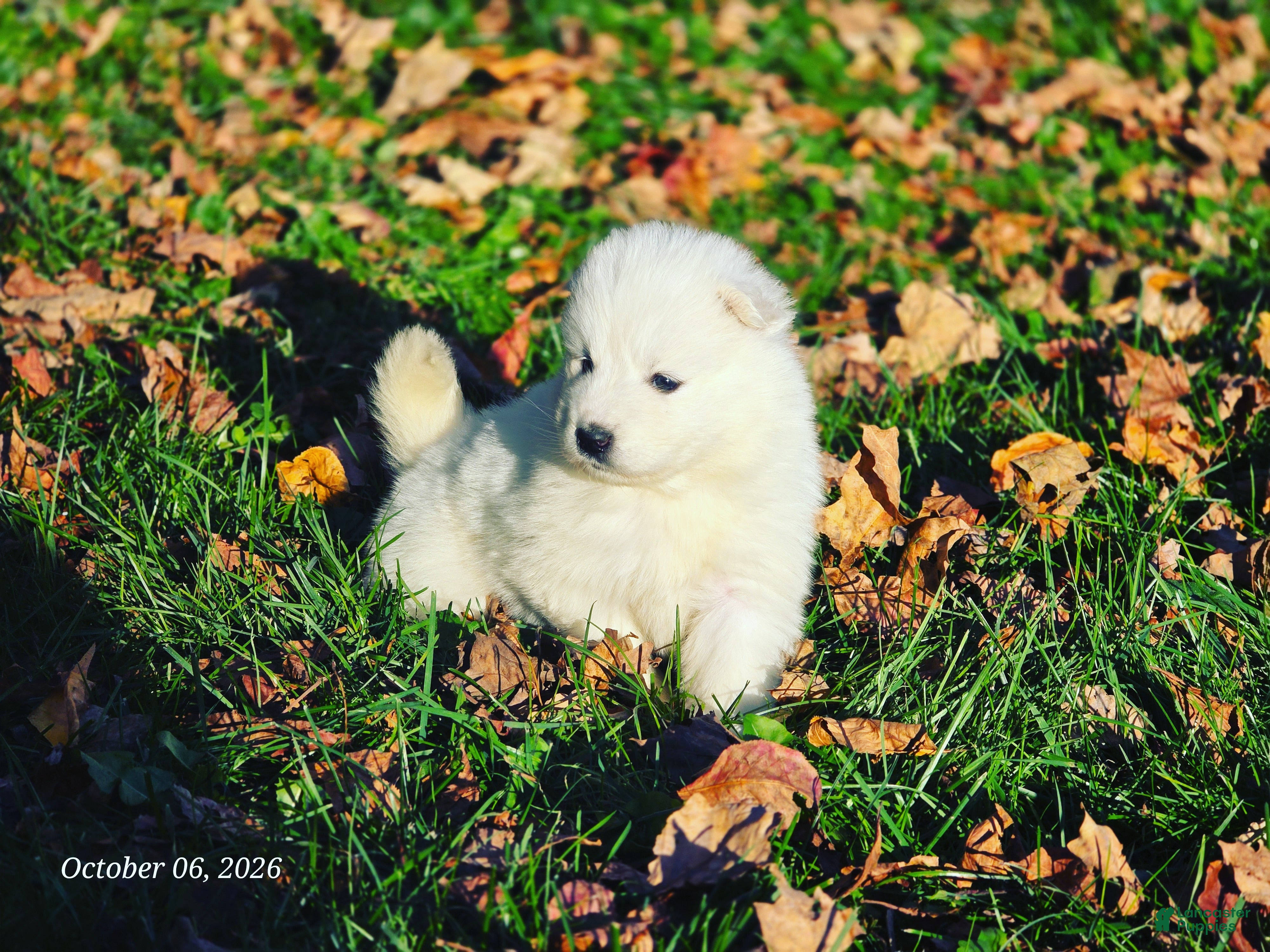 Samoyed dogs for sale: Beast - Ad 1