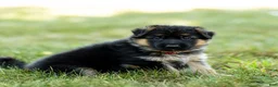 German Shepherd dogs for sale: Zinnia - Ad 7