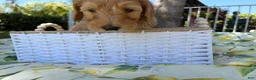 Goldendoodle dogs for sale: Ollie - Ad 5