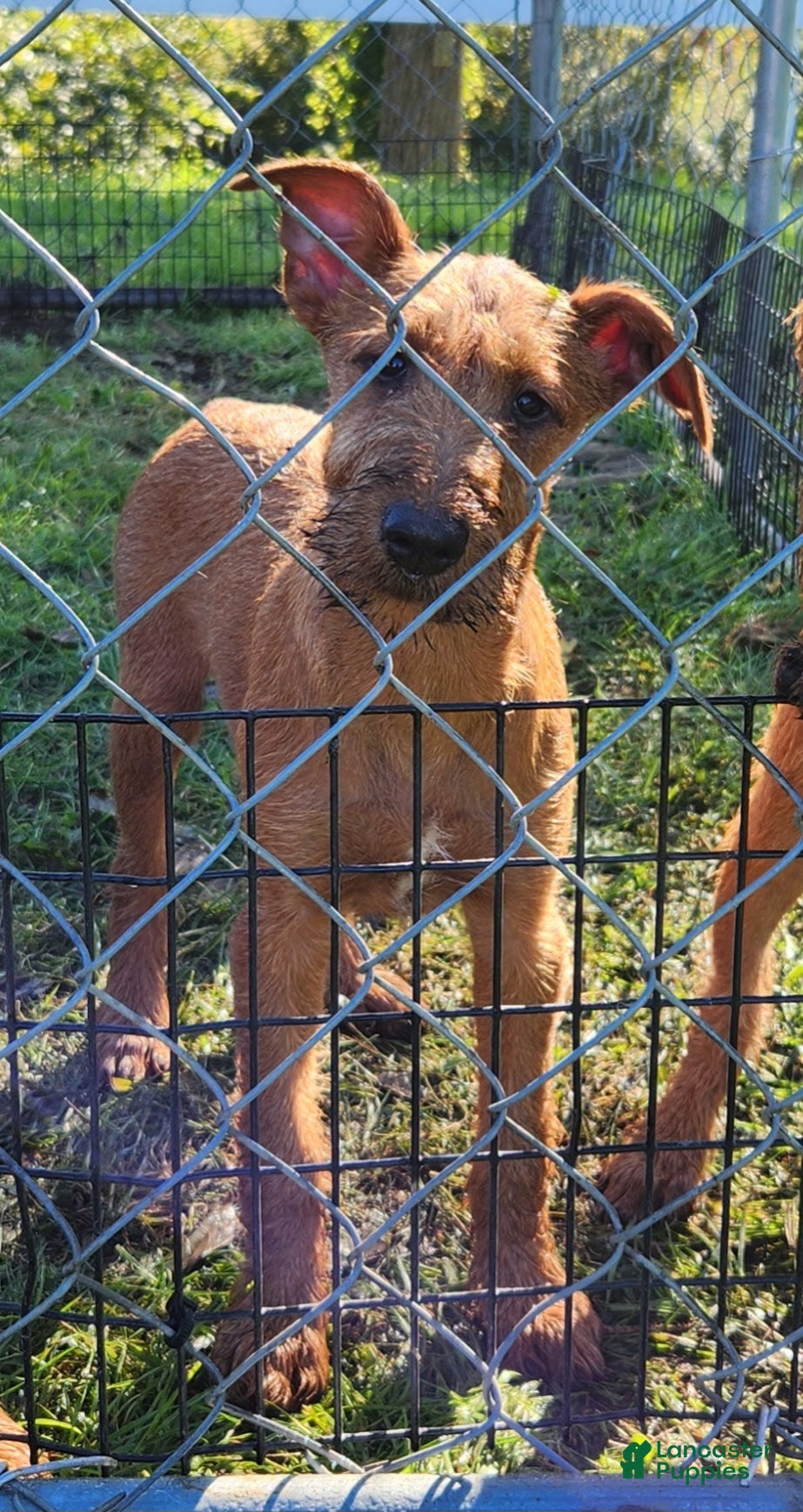 Irish Terrier dogs Rocco - Ad 1