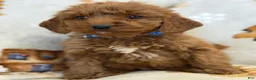 Cavapoo dogs for sale: Mora - Ad 4