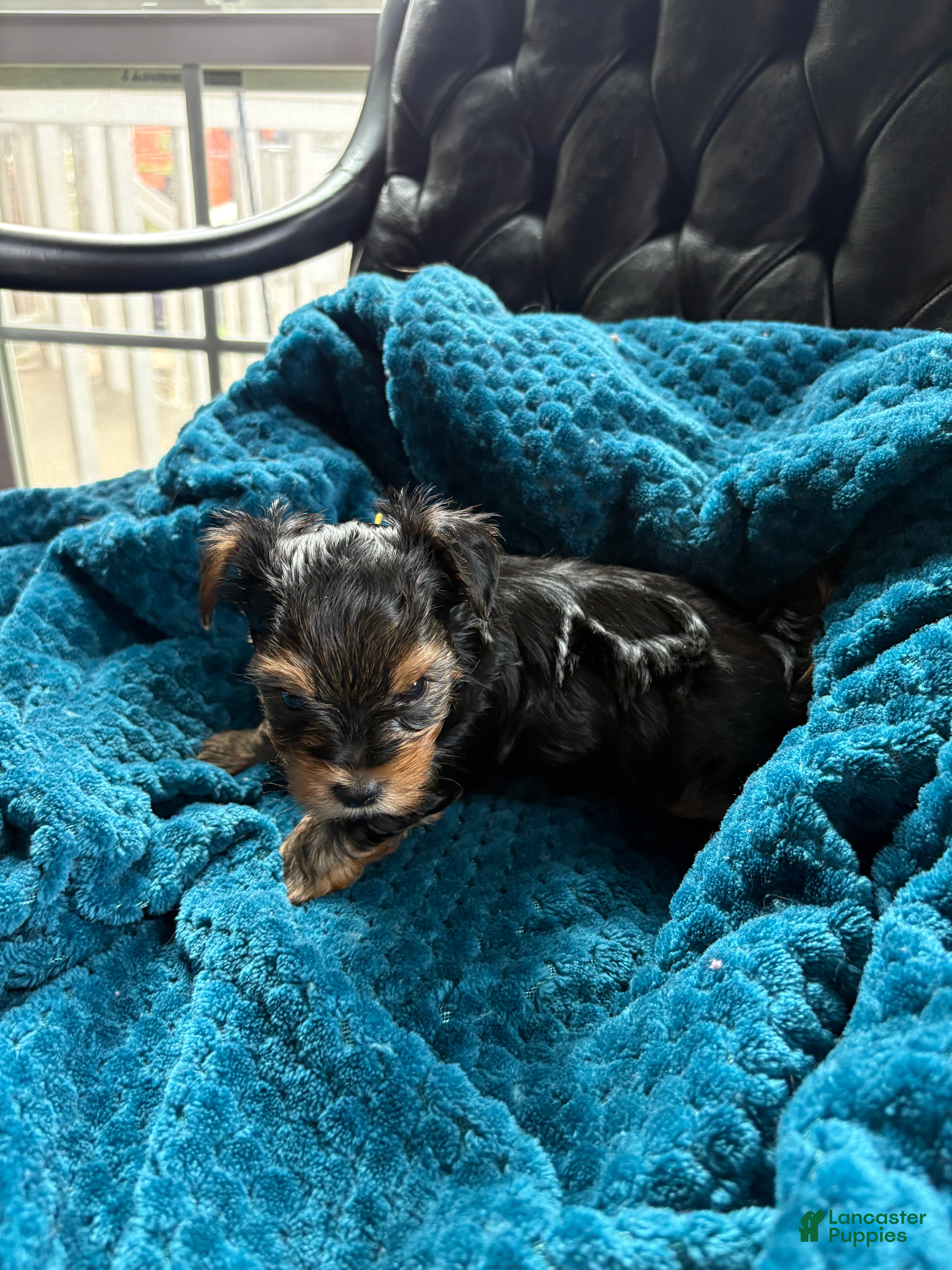 Yorkshire Terrier dogs for sale: Yorkshire Terrier Puppy 3 - Ad 6