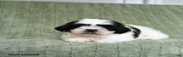 Shih Tzu dogs for sale: Gidget - Ad 4