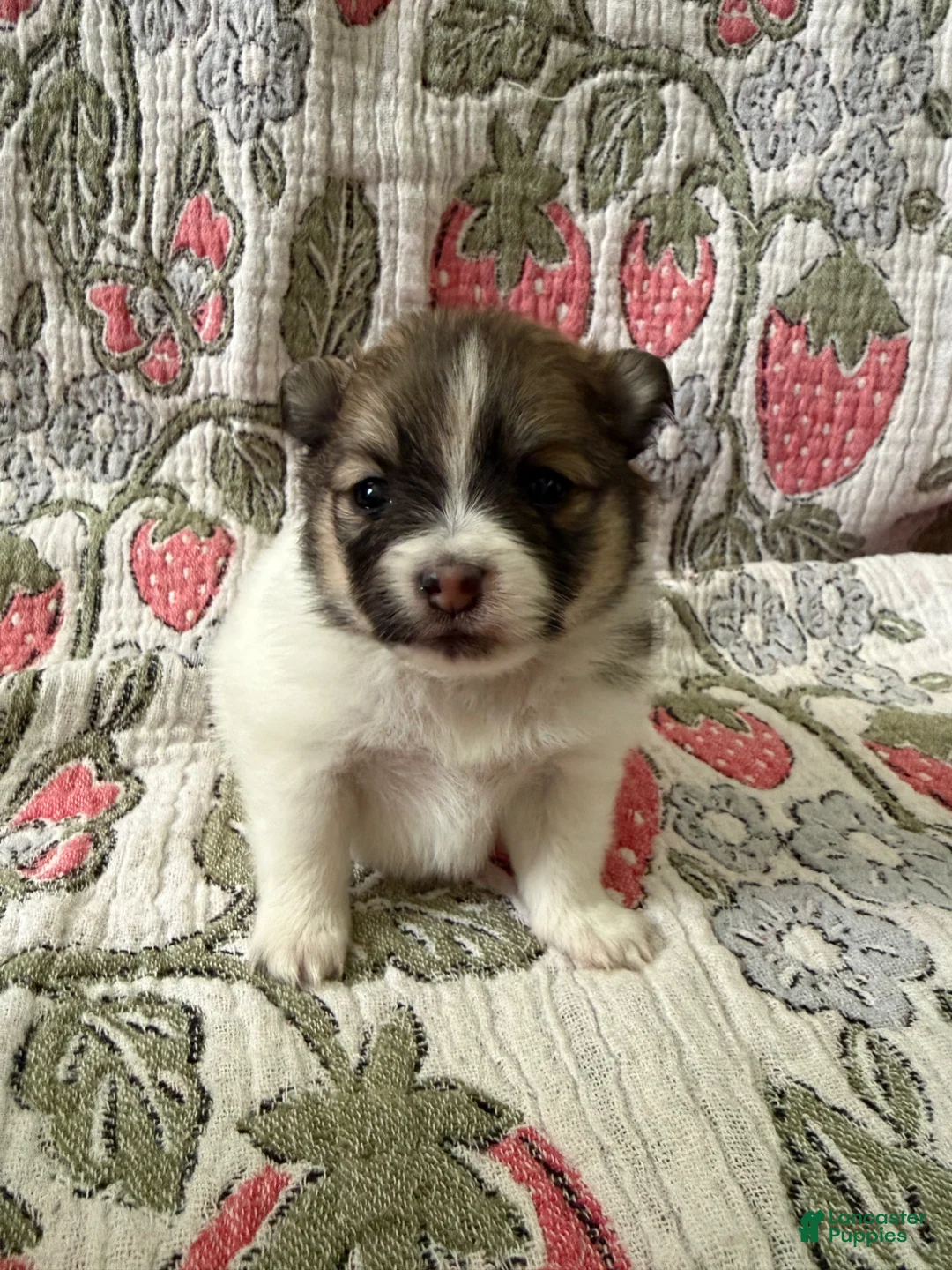 Pomeranian dogs for sale: Rolly  - Ad 2