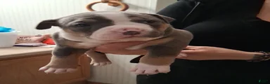 American Bully Puppy 1