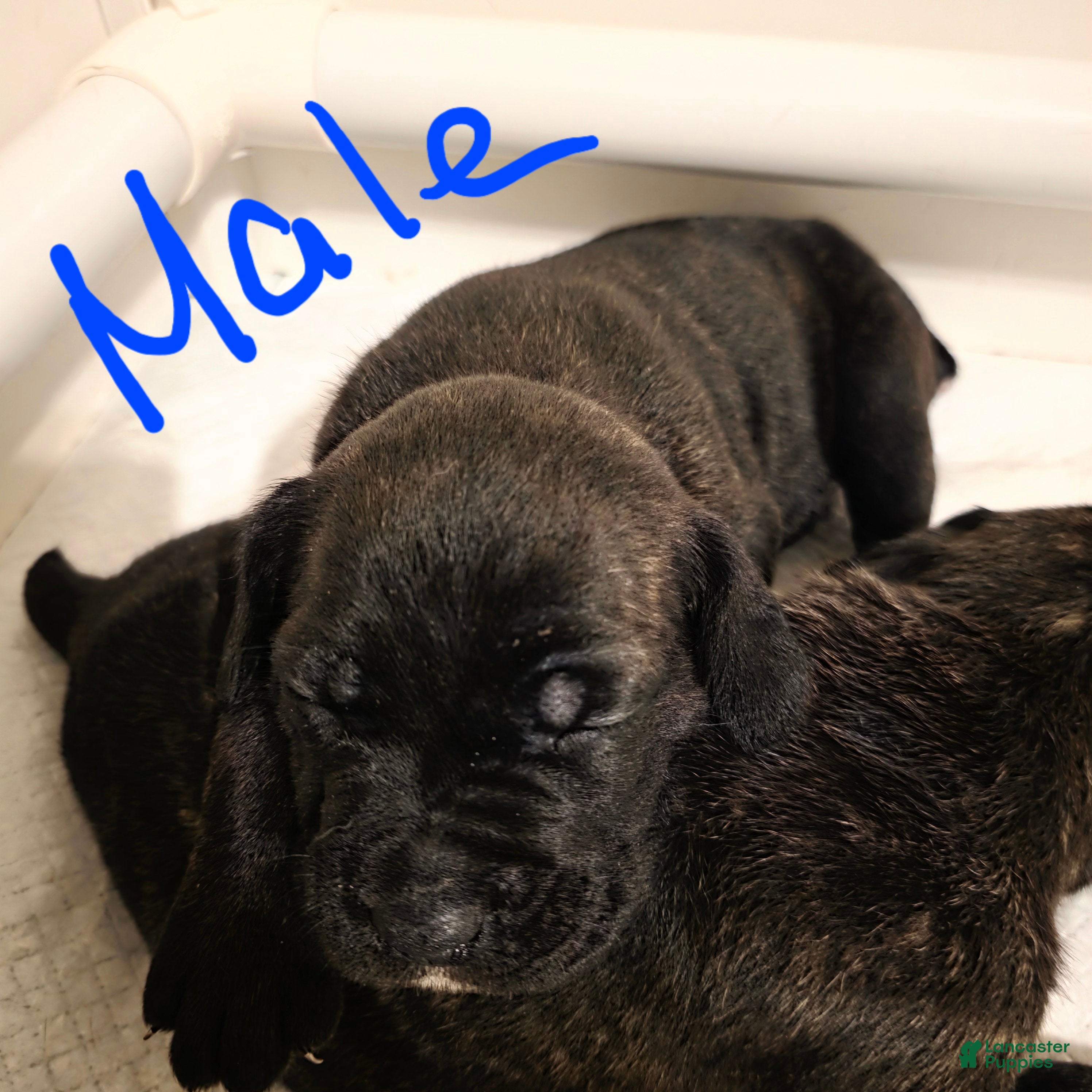 Cane Corso dogs Cane Corso Puppy 2 - Ad 15