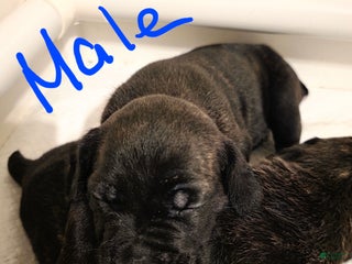 Cane Corso dogs Cane Corso Puppy 2 - Ad 28