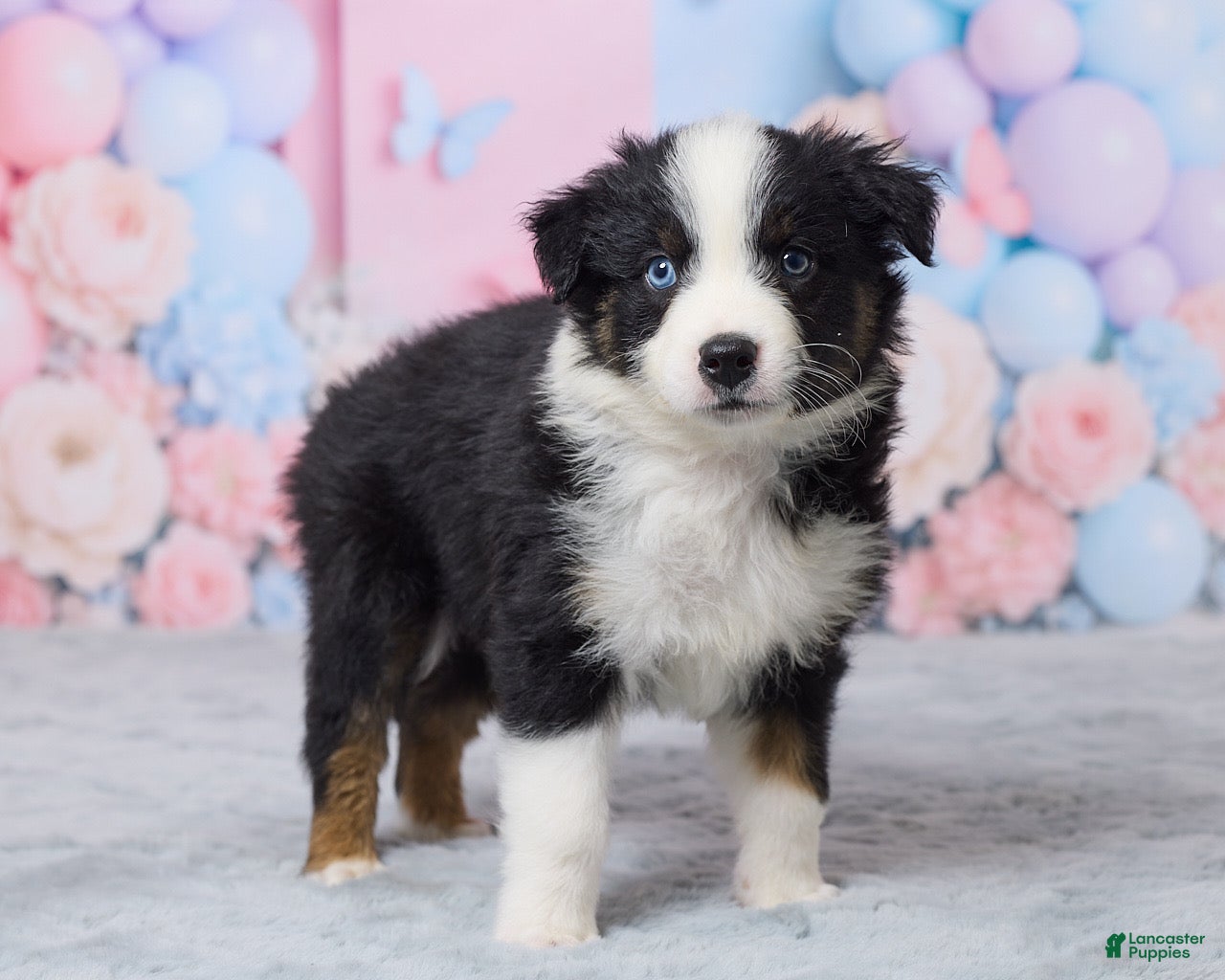 Australian Shepherd dogs Buddy - Ad 2