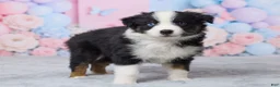 Australian Shepherd dogs for sale: Buddy - Ad 2
