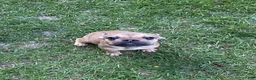 French Bulldog dogs for sale: Bubba - Ad 2