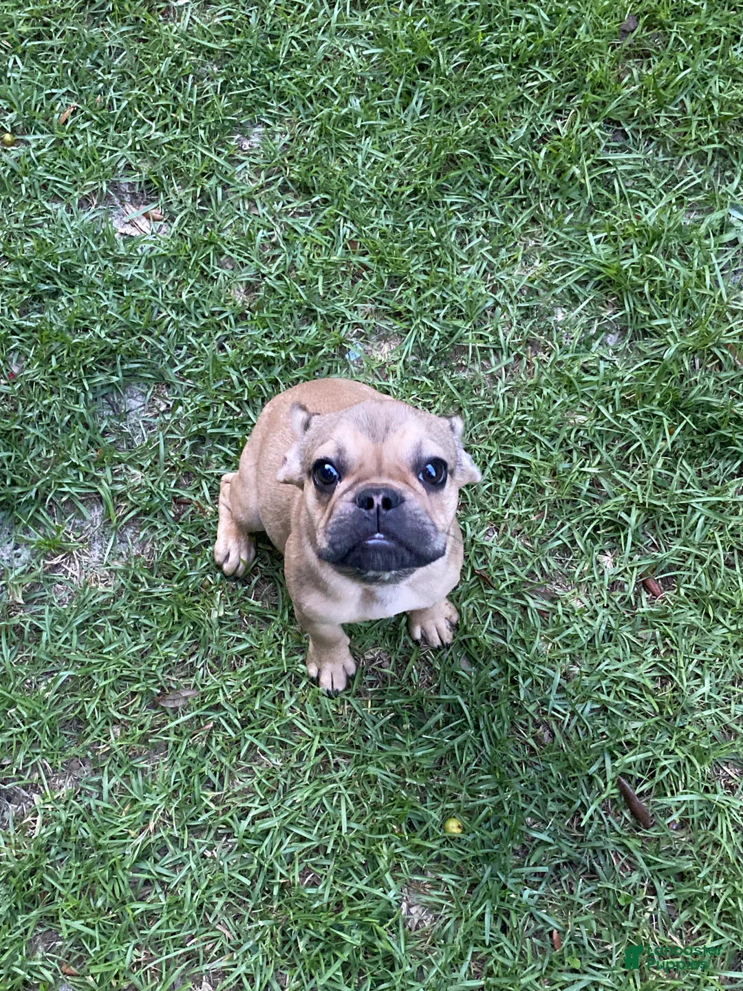 French Bulldog dogs for sale: Bubba - Ad 2